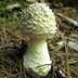 Amanita canescens